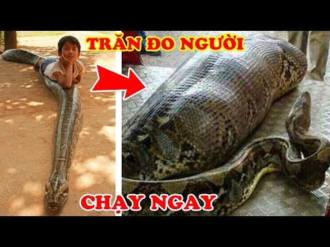 Video: Liệu Có Thể Trở Thành Lính đánh Thuê, Hay Những Con Chó Chiến Và Ngỗng Hoang Là Ai?