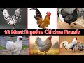 10 Popular Chicken Breeds From Different Countries😍|| Popular Chicken Breeds || Backyard Chickens