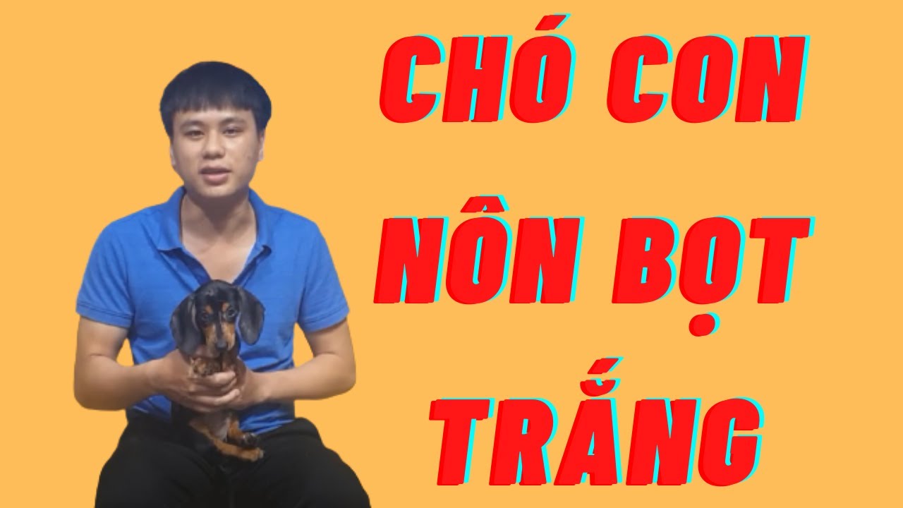 Chó Con Nôn Ra Bọt Trắng Và Cách Xử Lý Hiệu Qủa - youtube