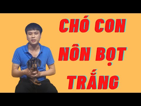 Video Chó Con Nôn Ra Bọt Trắng Và Cách Xử Lý Hiệu Qủa - youtube