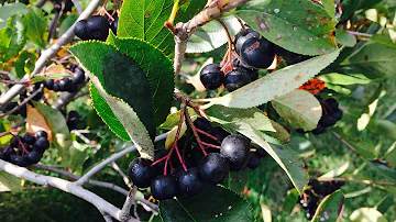 Is aronia berry self-pollinating?