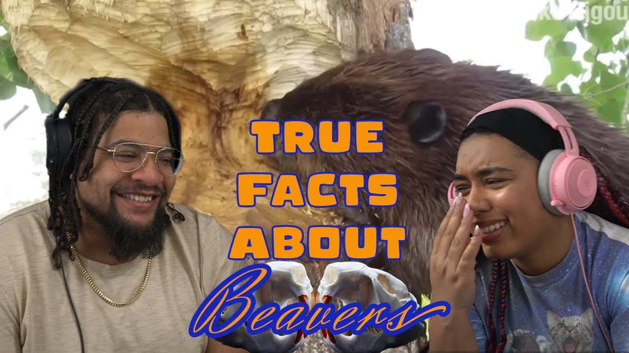Zefrank True Facts About The Beaver REACTION ft. Chavezz YouTube