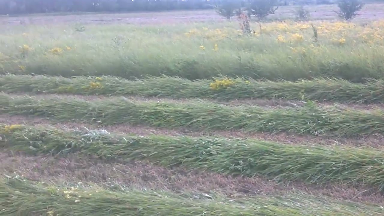 Покос травы  Наём трактора  2025  #3