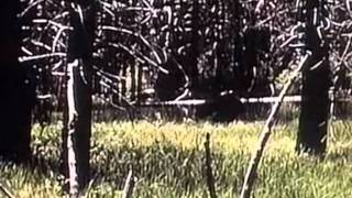 Old Bigfoot And Mothman Footage
