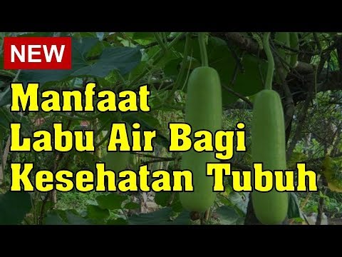 Video: Jus Labu Botol: Cara Membuatnya Dengan Betul Untuk Menikmati Manfaatnya