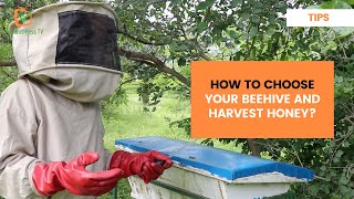 Tips: How to choose your beehive and harvest honey?