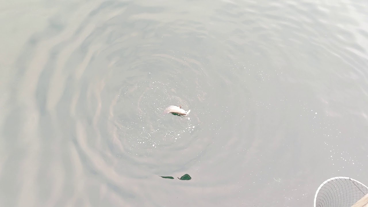 How to Catch Chinook Salmon at Edmonds Pier - YouTube