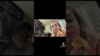 What it’s like owning a spidermonkey..