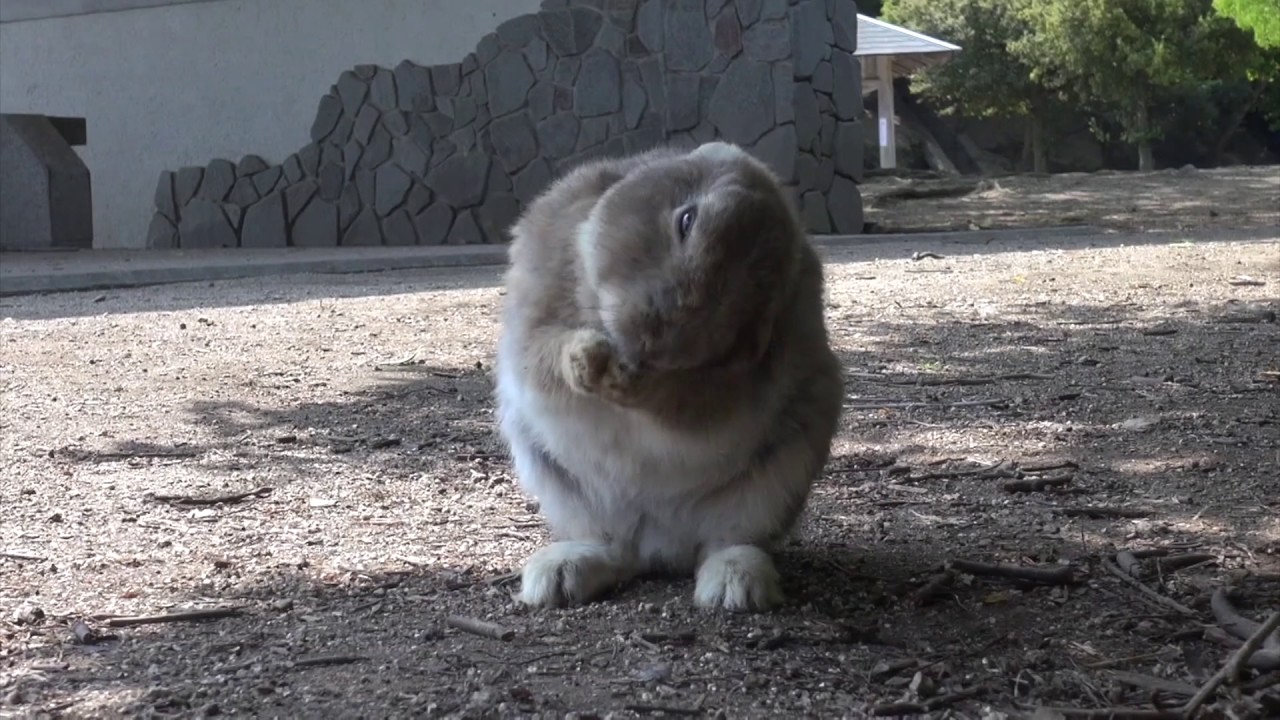 大久野島のウサギ 顔を洗う姿に癒やされます 楽しい空旅 大久野島のウサギ 顔を洗う姿に癒やされます 楽しい空旅
