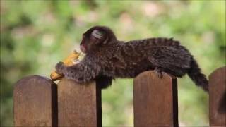 Feeding wild marmosets in Brazilian northeast