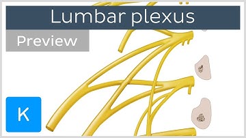 Lumbar plexus made easy (preview) - Human Anatomy | Kenhub