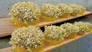 Make bean sprouts in mesh bags easily at home, plump and quick to harvest