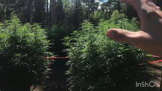 (H.B.E) Weed farm- week 1 of flower