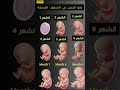 مراحل نمو الجنين في الشهور التسعة
