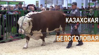 Показ мясного скота. Казахская Белоголовая порода. Выставка Золотая Осень-2017