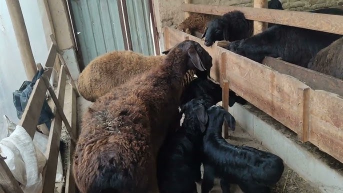 Erotik shou balet Yosh ichkilikboz ayol yechinayotgan videosi