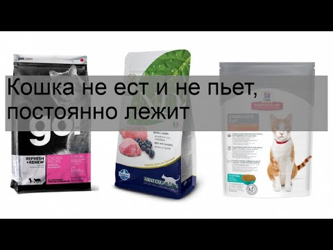 Кошка не ест и не пьет, постоянно лежит