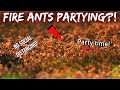 WHY ARE MY FIRE ANTS PARTYING?! | Mystery of the 'Fire Ant Raves'