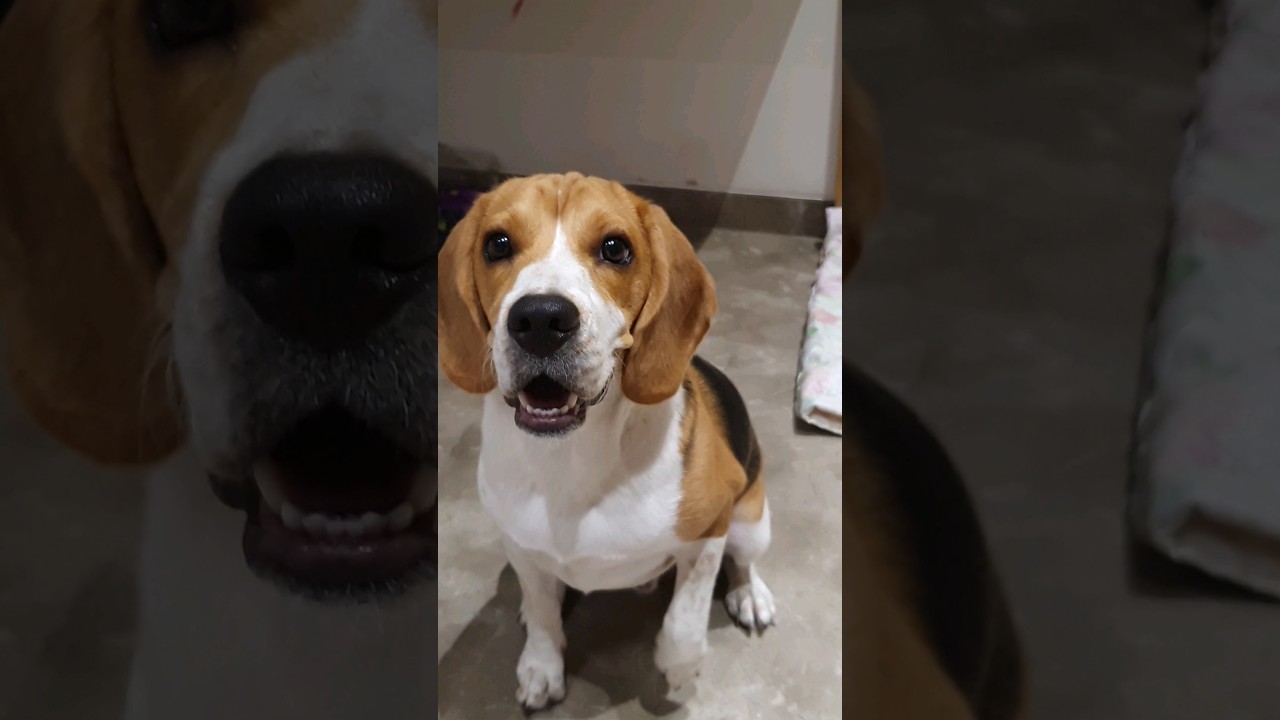 Бигль или лабрадор: что лучше? 