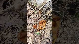 грибов Видимо-невидимо ! #гриб #первыегрибы #грибывлесу #грибы