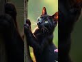Facts about cats
