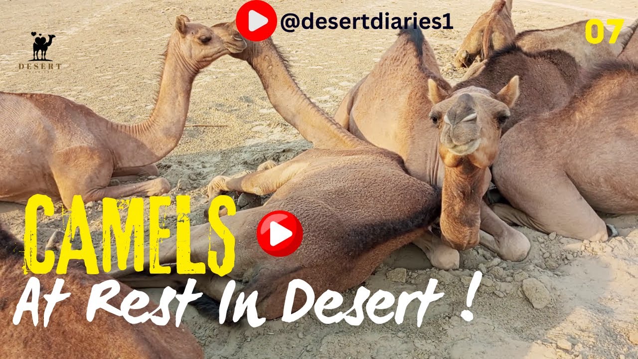 Camels Group At Rest In Desert | Camels Relaxing | @desertdiaries1