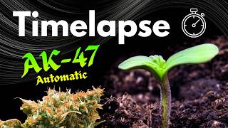 Timelapse⏱️ AK-47 AUTOMATIC | Day 0 - 80