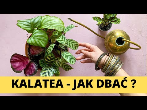 Wideo: Jak Dbać O Kalateę