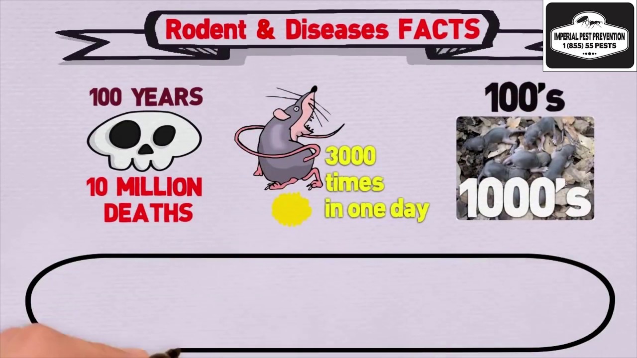 The Perilous Pathogens: An In-Depth Analysis of Six Severe Diseases Carried by Rodents