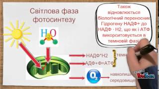 Фотосинтез. Значення фотосинтезу Фотосинтез. Значення фотосинтезу