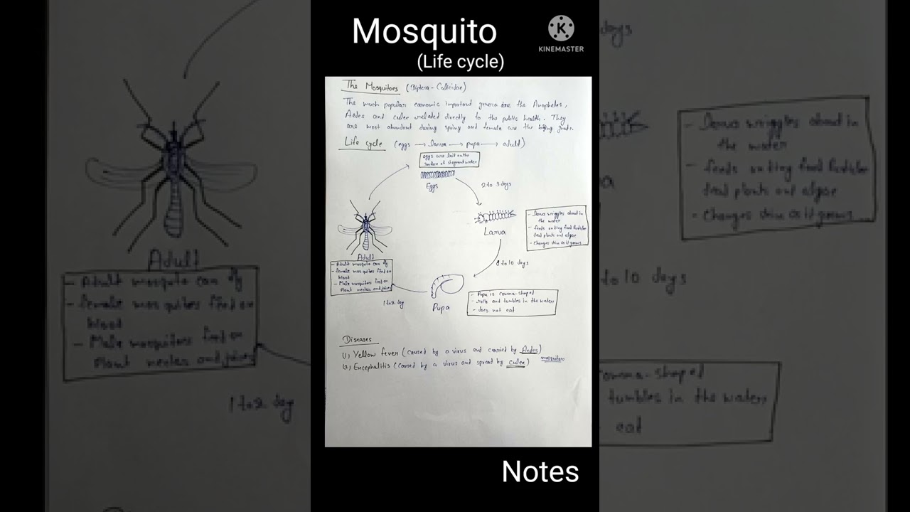 Mosquito | Life Cycle | Vector | Disease | Life cycle of Mosquito.