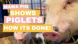 Mama Pig Shows Her Piglets What to Do! | SATX Pet Pigs