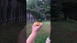 Hummingbird tries all ports in hand feeder Slow Motion