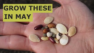 10 Seeds YOU MUST Grow in MAY