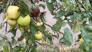 Hái táo vàng ngoài ruộng. Táo rụng đầy gốc. Cuộc sống nông thôn ở Đức