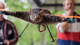 21 Cats You Won’t Believe Actually Exist! (#2) by Keepin it Karl 622,600 views 7 years ago 12 minutes, 48 seconds