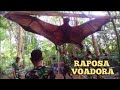 RAPOSA VOADORA GIGANTE| A MAIOR ESPÉCIE DE MORCEGO DO MUNDO.