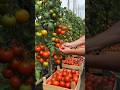 Supercharge Your Tomatoes 🍅 with This Easy Hack! 🌿#garden #plants #tomato #gardening #shorts