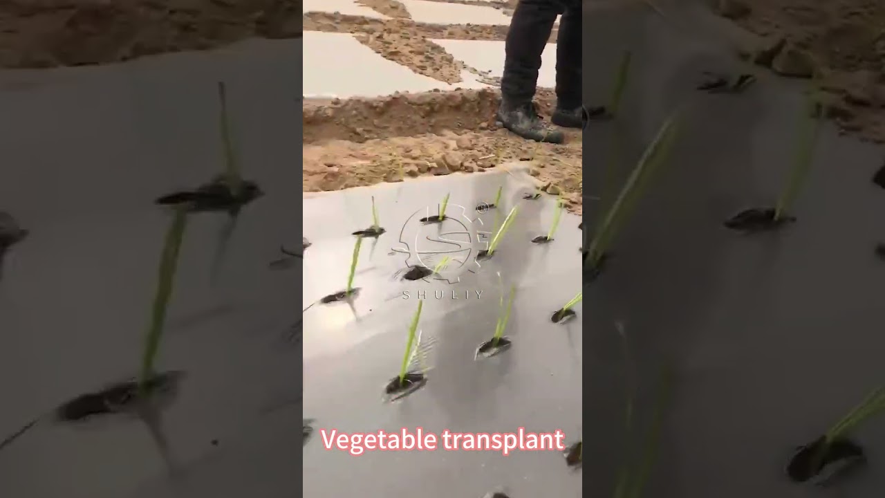 Automatic Vegetable Transplanter Demonstration