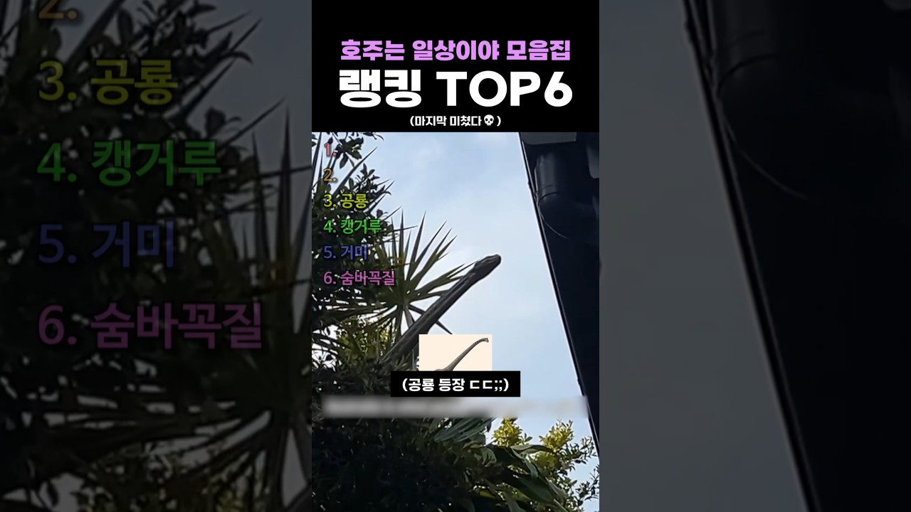 호주는 일상이야 모음집 랭킹 TOP6