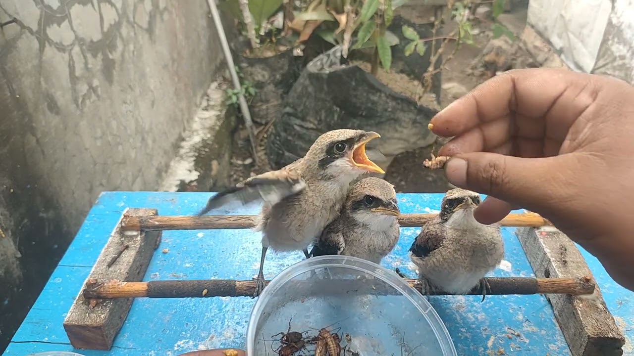 Meloloh burung cendet