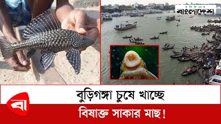 বুড়িগঙ্গা চুষে খাচ্ছে বিষাক্ত সাকার মাছ!  | Sucker fish | Protidiner Bangladesh