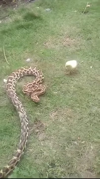 #snake #python #reptiles #pokemon #games #animation #animals - YouTube