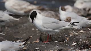 Hybride Kokmeeuw X Zwartkopmeeuw, Zeedijk Westkapelle 30062023