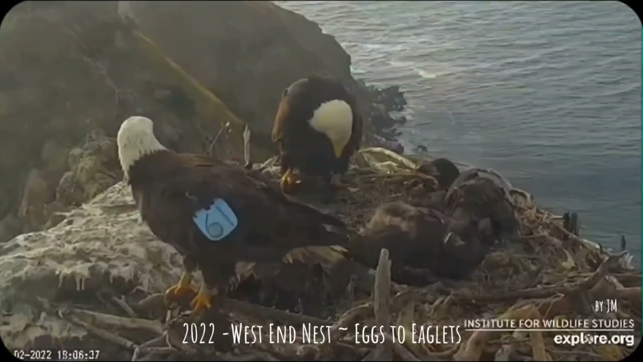 West End Nest 🦅  Thunder's & Akecheta's ❤️  Eggs to Eaglets🥚 🐥 🦅  2022 Explore.org