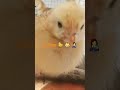 chicks#