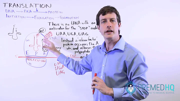 DNA Translation | Termination (3 Stop Codons) and Release Factor