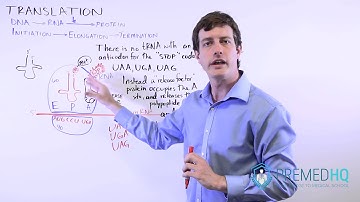 DNA Translation | Termination (3 Stop Codons) and Release Factor
