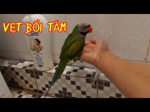 Làm Thế Nào  Để Huấn Luyện Vẹt BỔI Tắm Trên Tay?