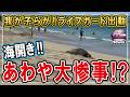 【海開きで大惨事？】子供らを助けて！ライフガード出動！ハワイアン・モンクシール！ #ハワイ #ハワイ移住 #子育て #海外生活vlog